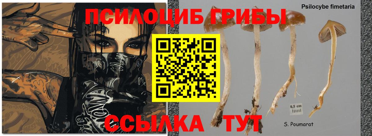 Первоуральск  Псилоцибиновые грибы Cubensis  Вход с VPN 